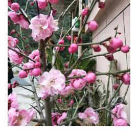 2O2O年菊王大宝，5288