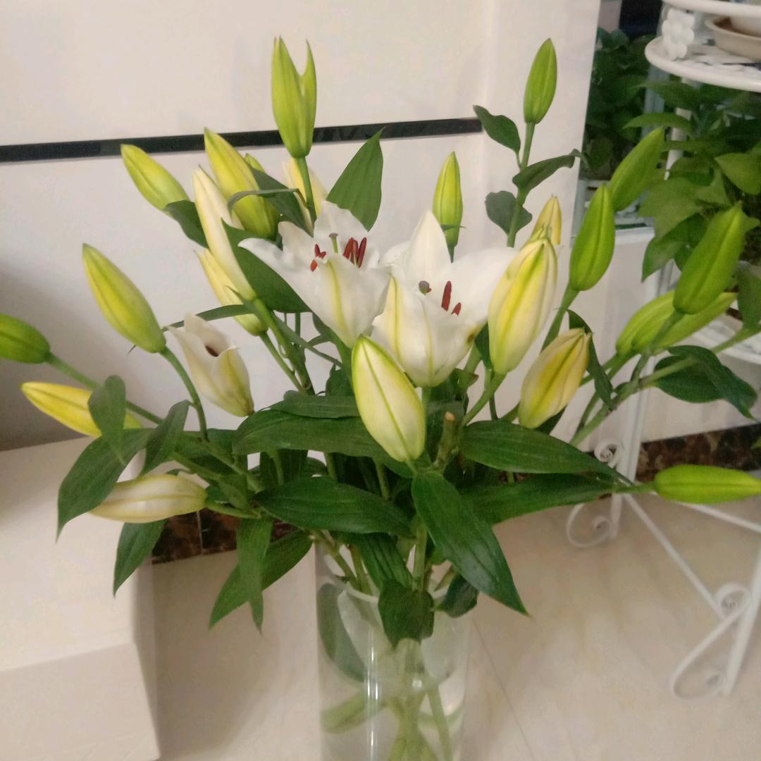 百合花香