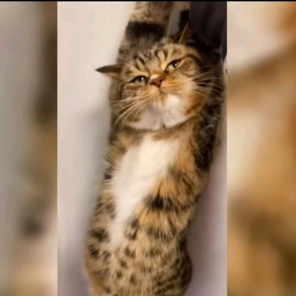 碎碎念（逃离塔科夫）