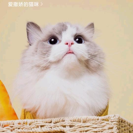 小魏W（车族钣喷快修）