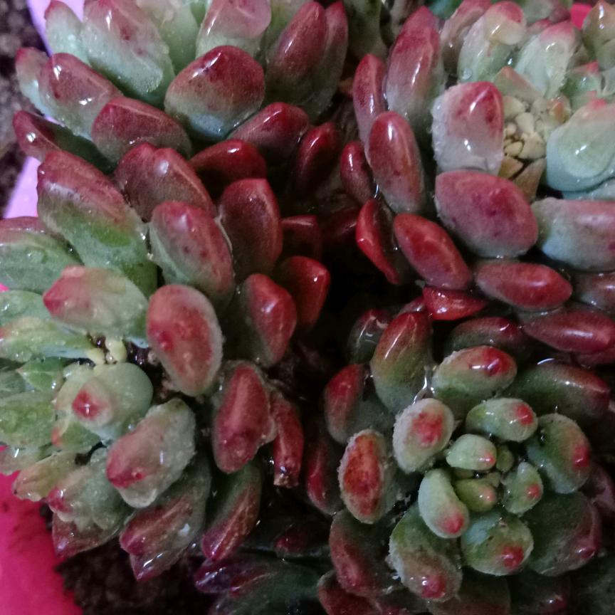 我的快乐就是想你