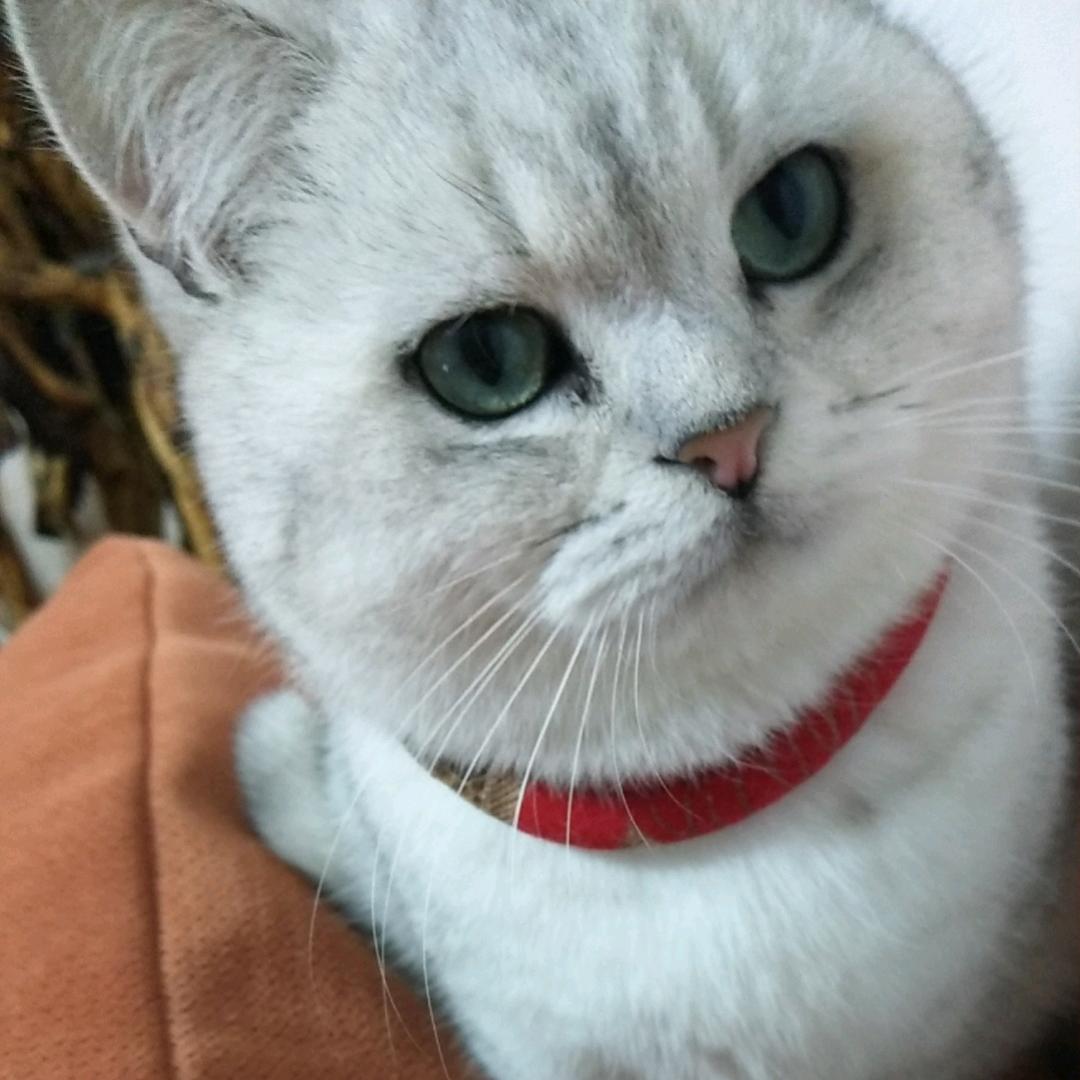 豆豆9