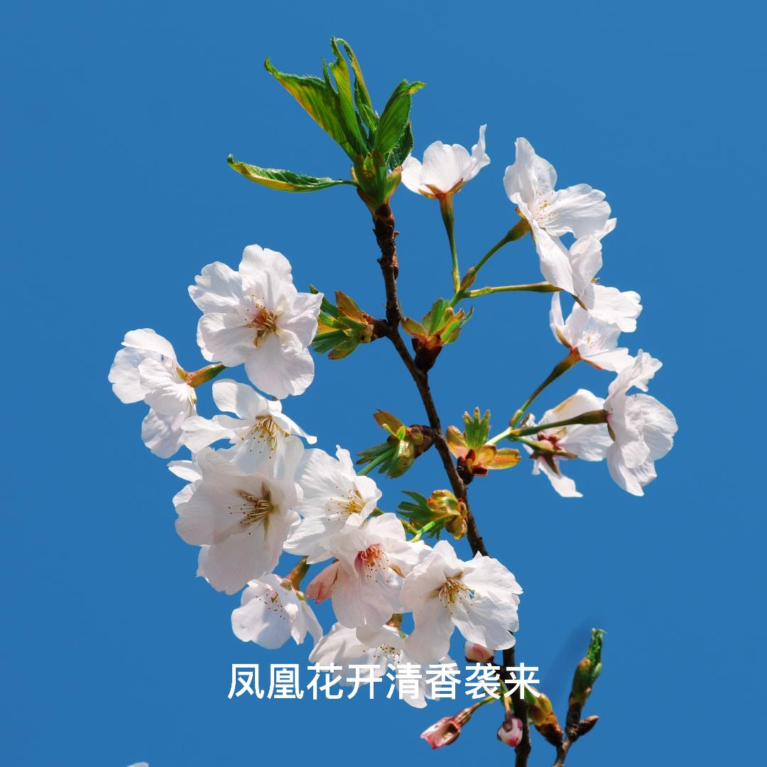 你的影子