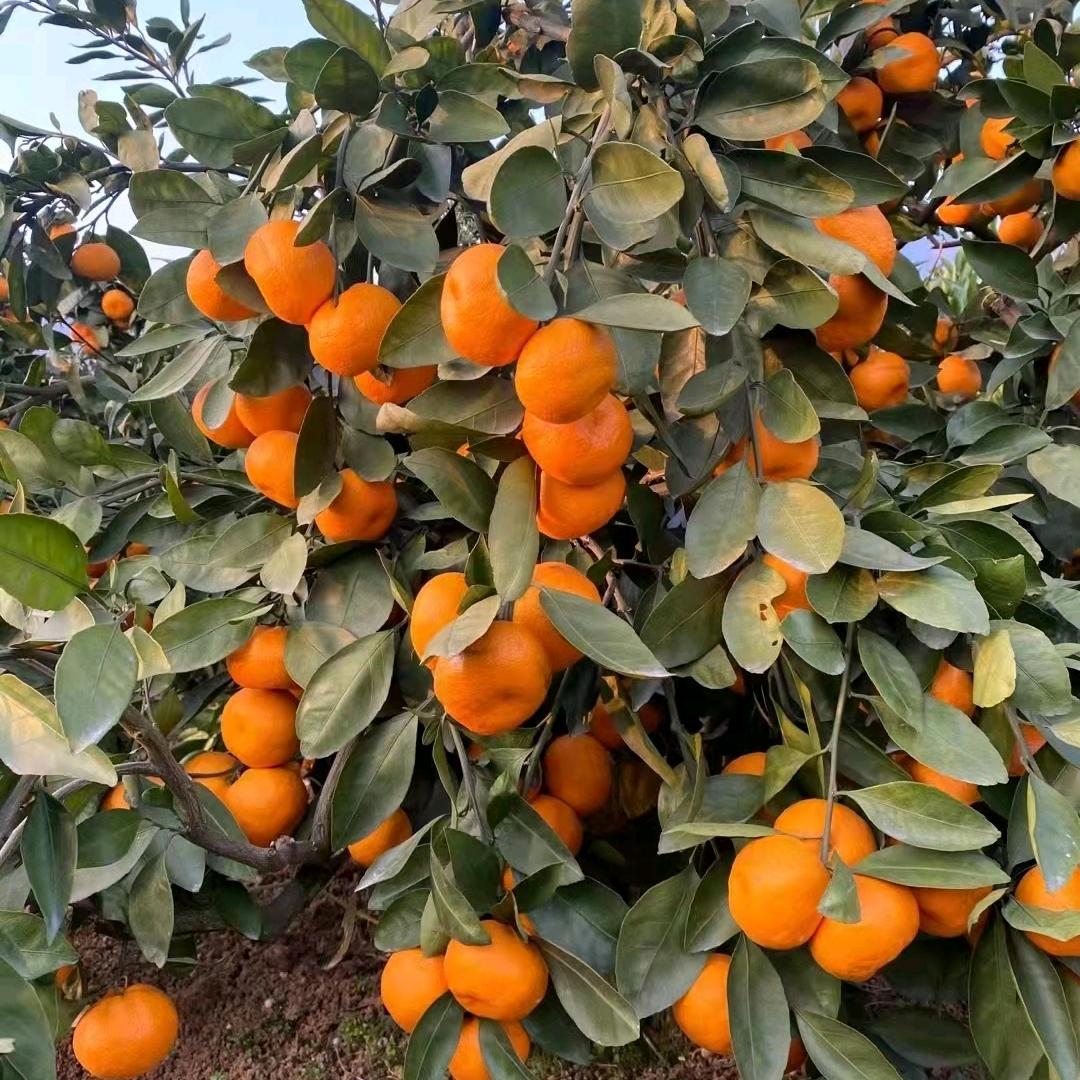 柑橘打蜡包装，代收