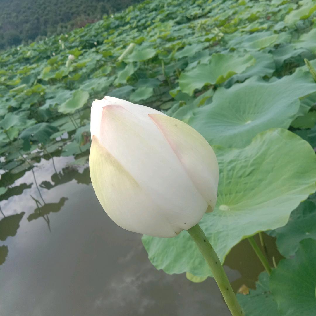 如草一样坚强的活