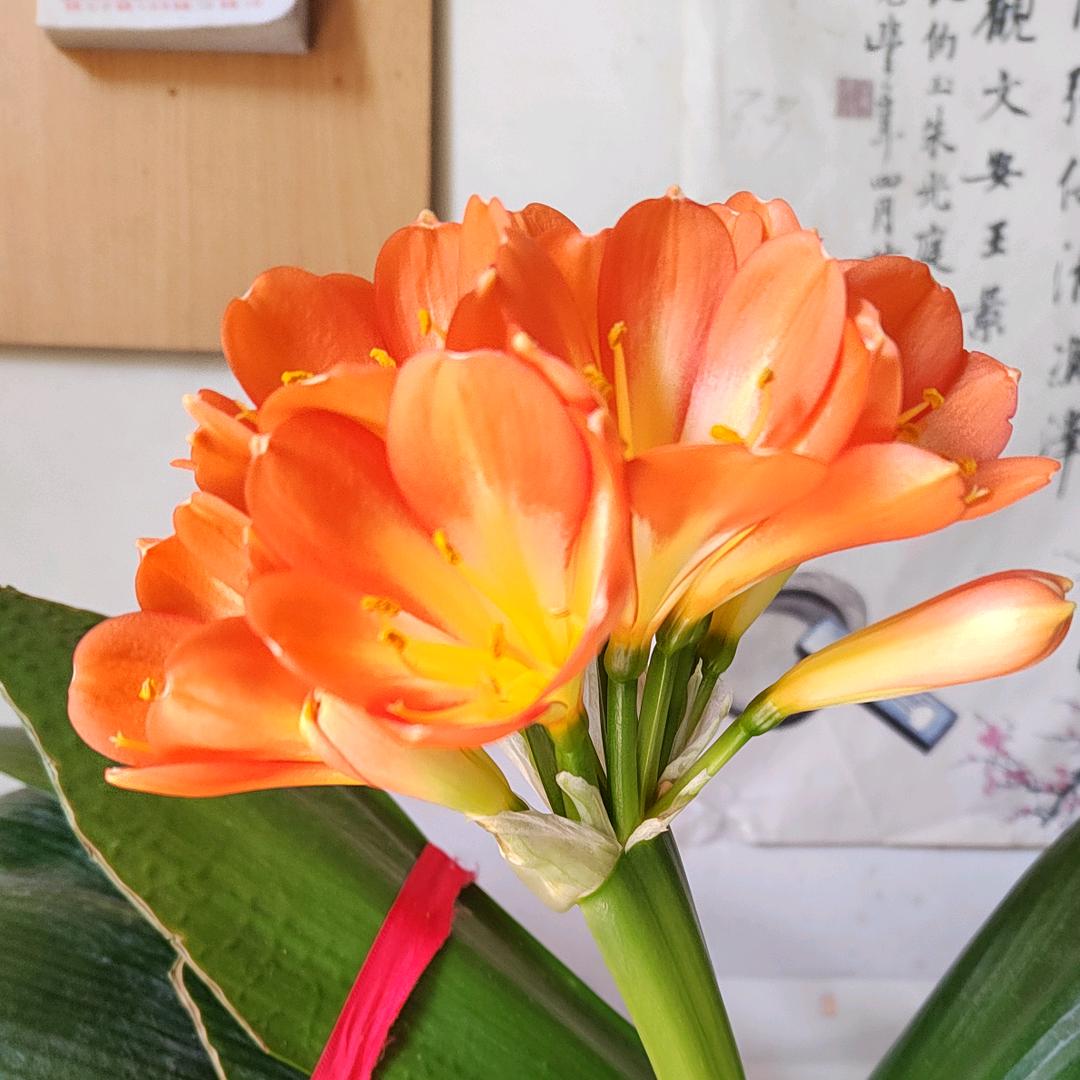 梧桐雨