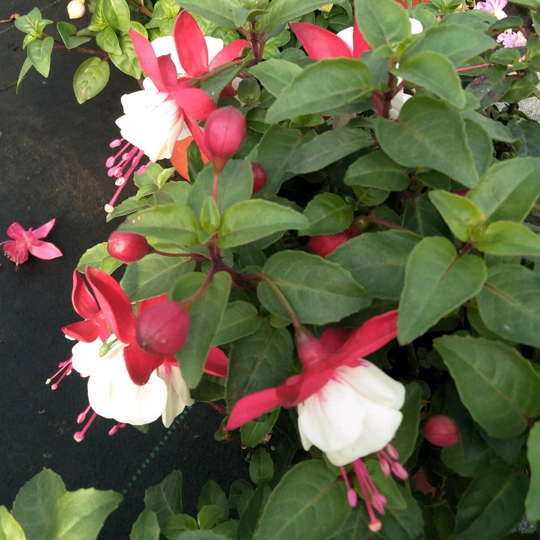 静好园艺（海宁怡思园艺花园中心）