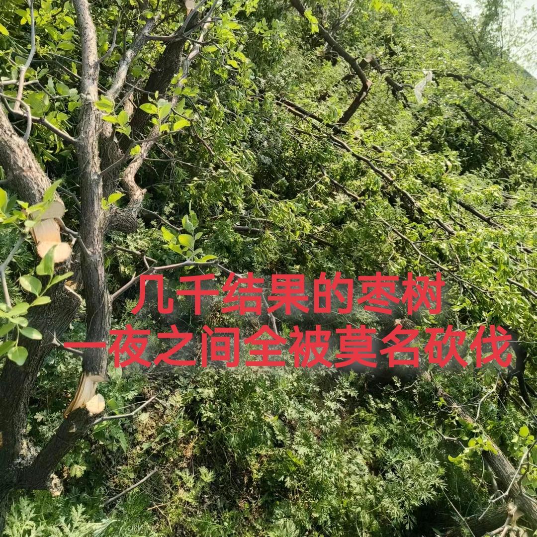 1400棵枣树