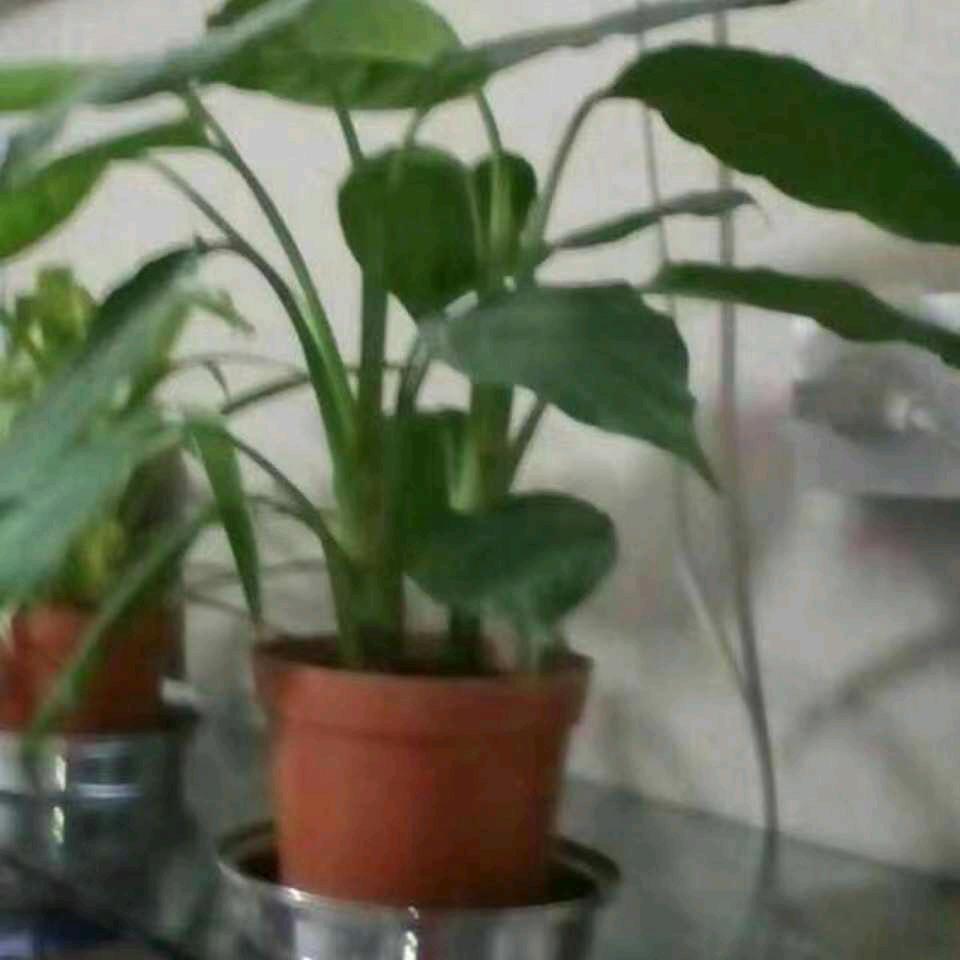 端
