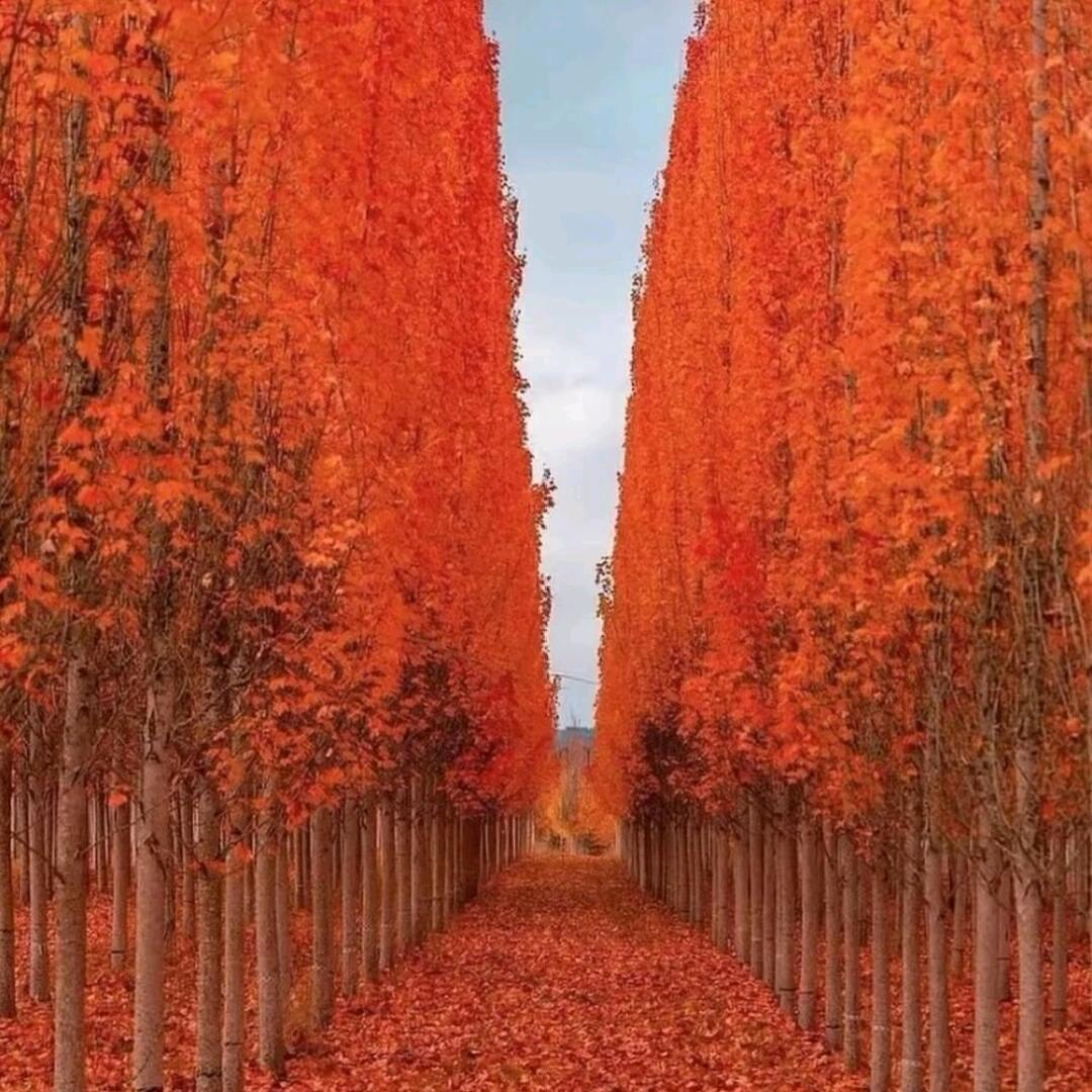 万户千门入画图