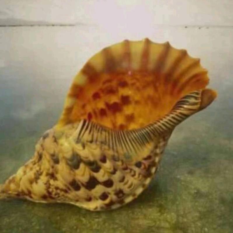 贝壳依恋海