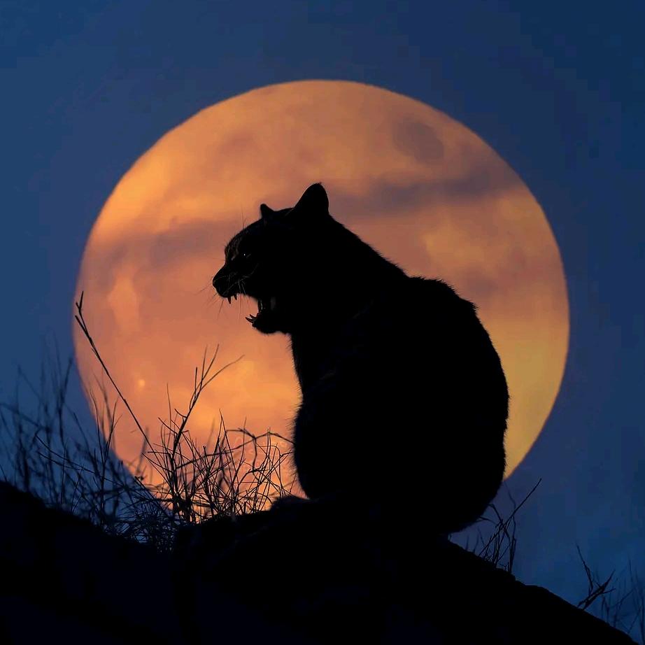 我在银河唱反调