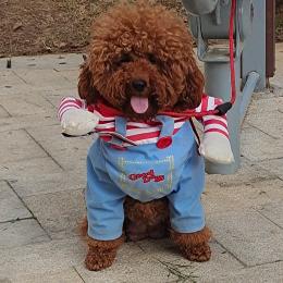 嘟都的主人