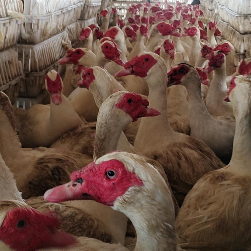 李长征，收购番鸭老鹅