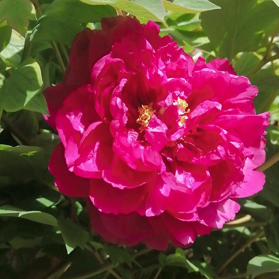 好人一生平安🌹🌹🌹