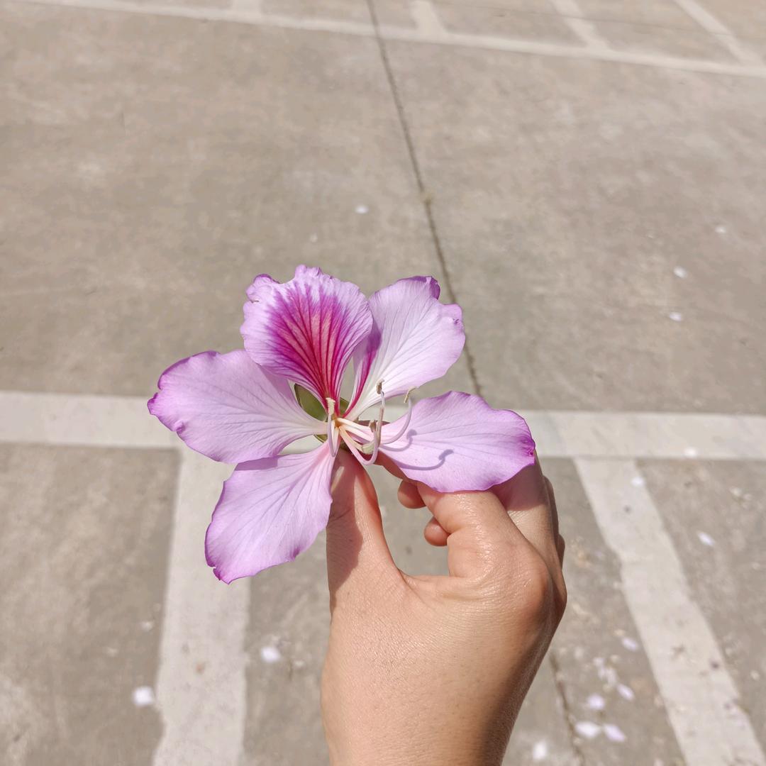 风城玫瑰 ♥
