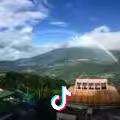 橡树