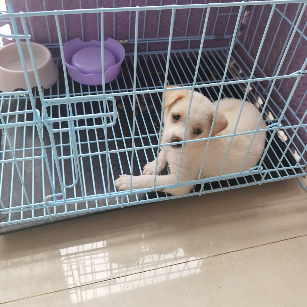 快乐的旺财