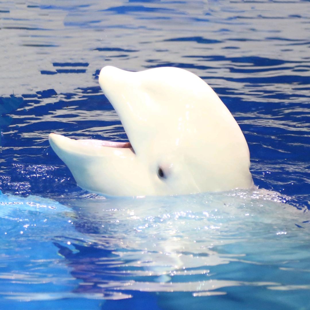 尔滨极地公园🐳白鲸小黑