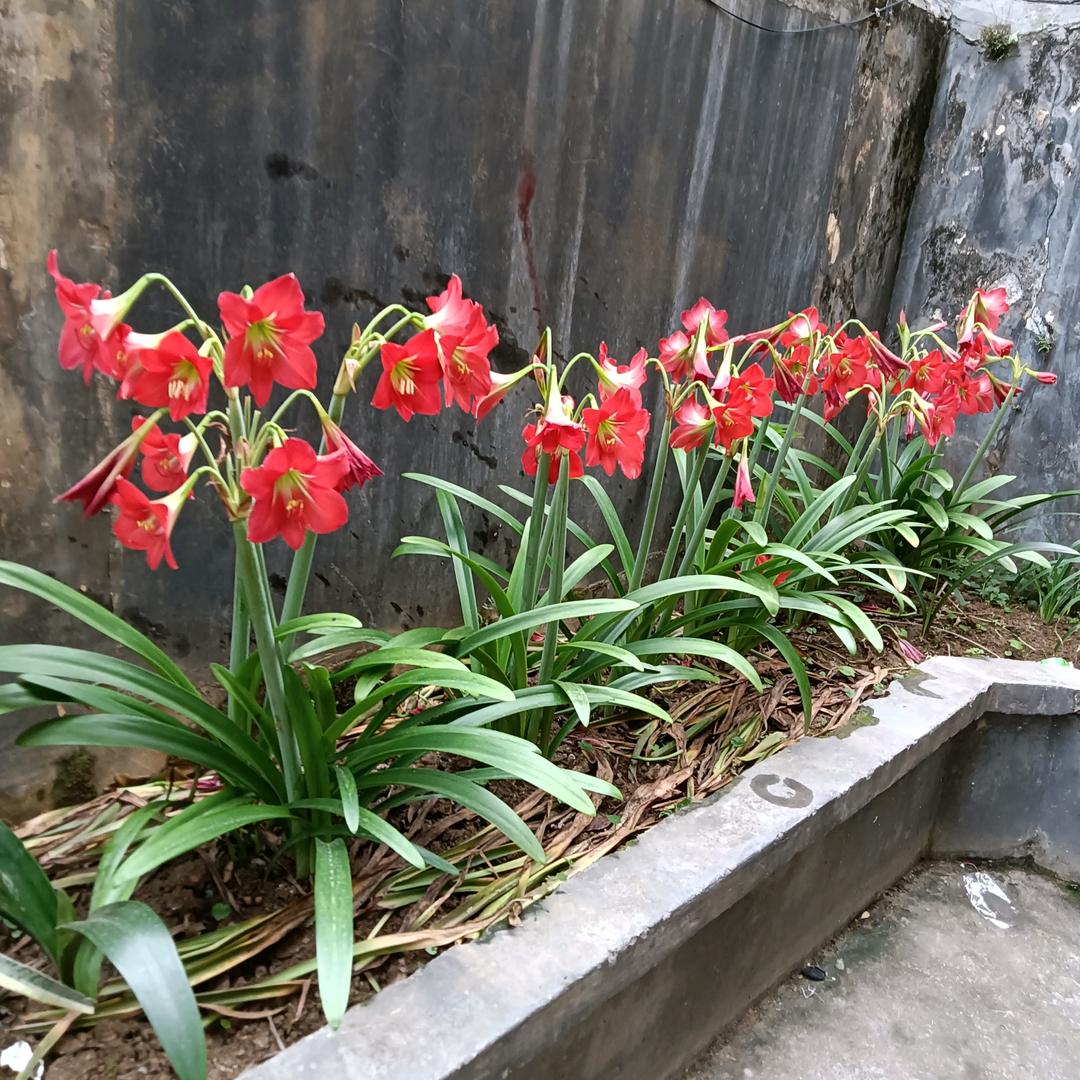 用户7927614675982玫瑰花香