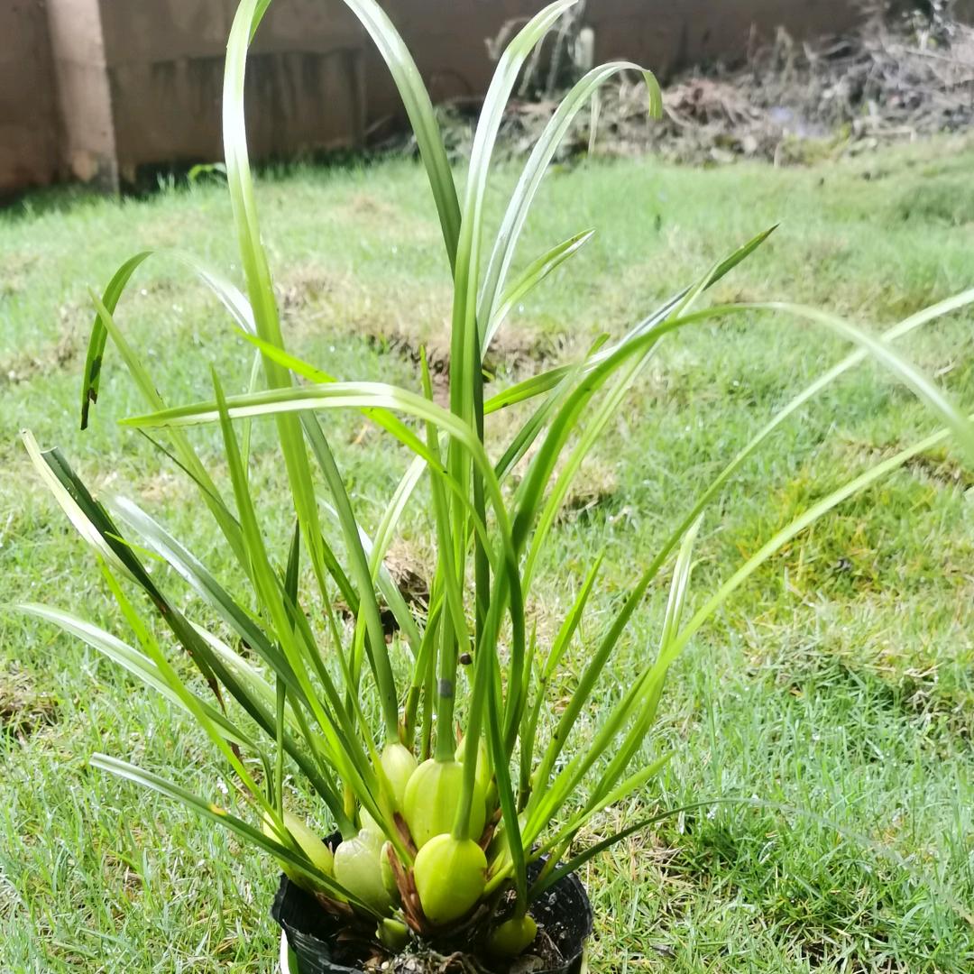 大象