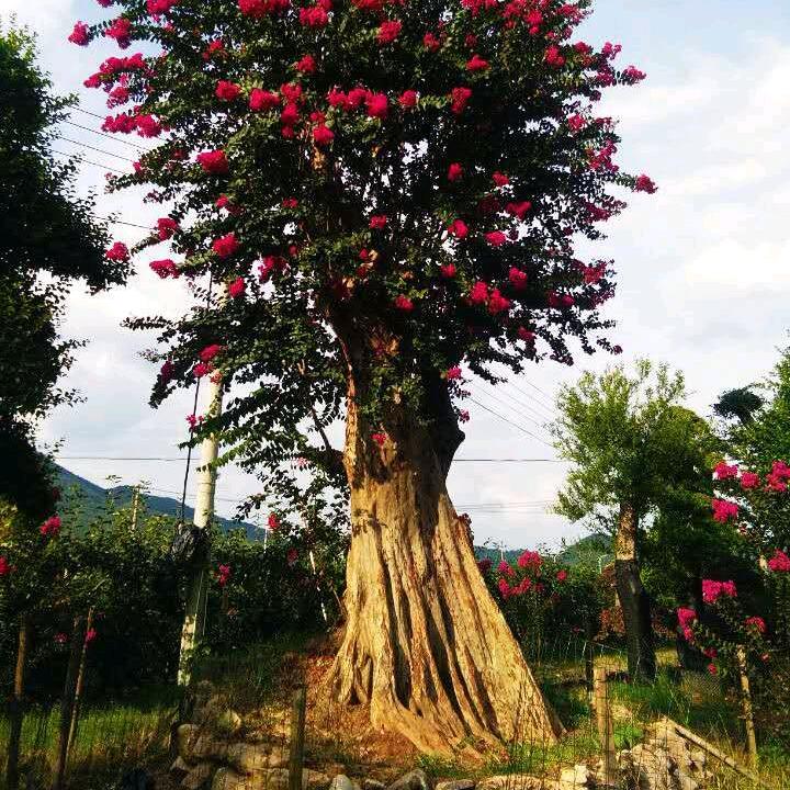 杰华盆景园
