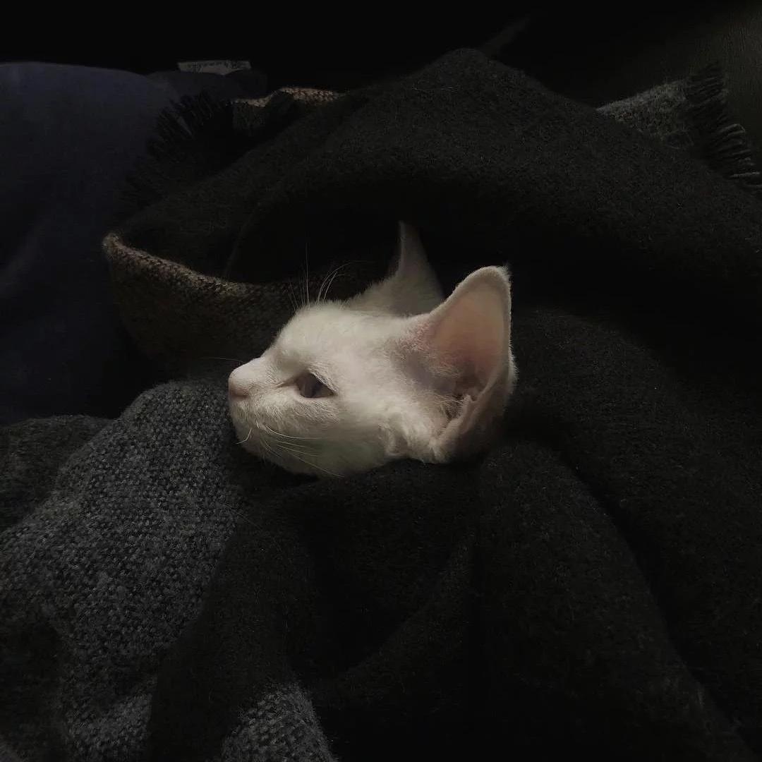 滴星