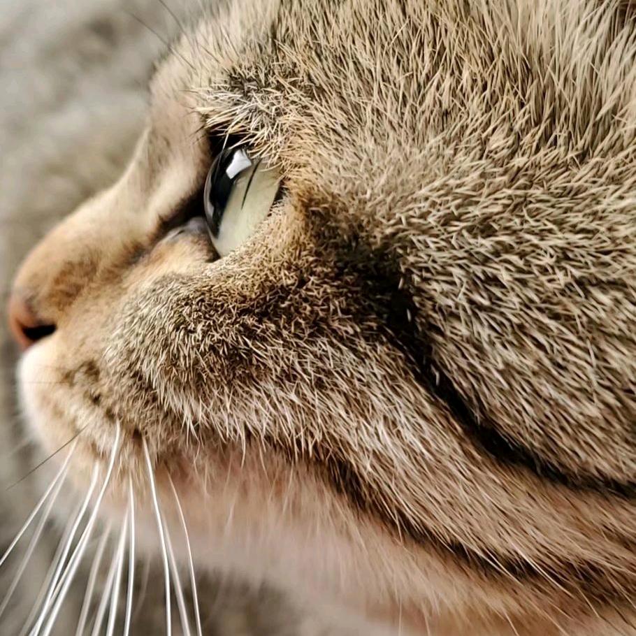我的猫咪叫六一
