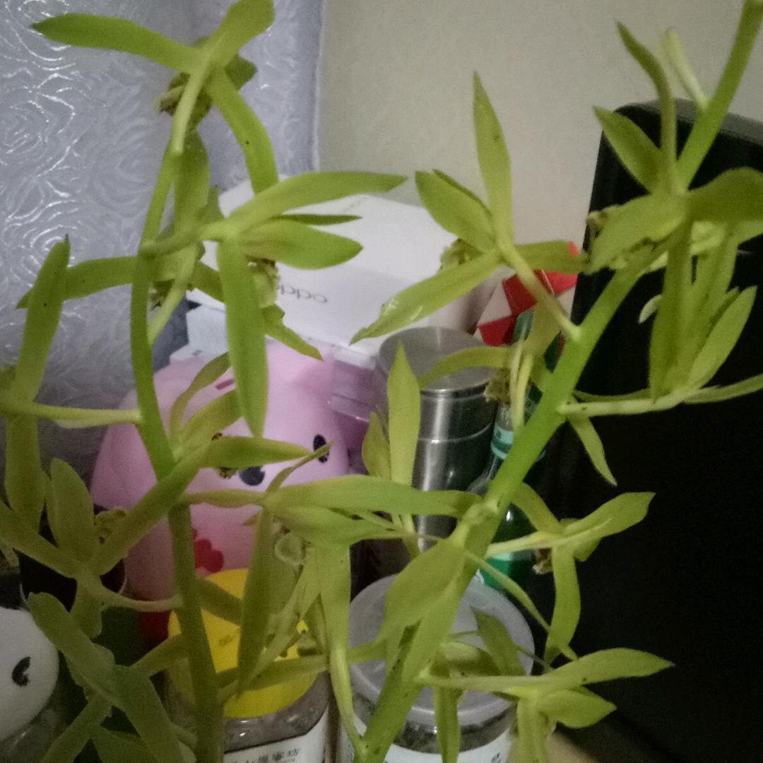 朱中新
