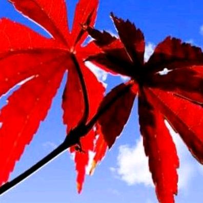 《汤家杀鸡店》炮车街