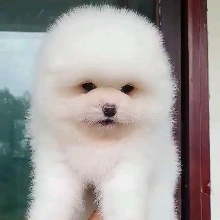 大牛