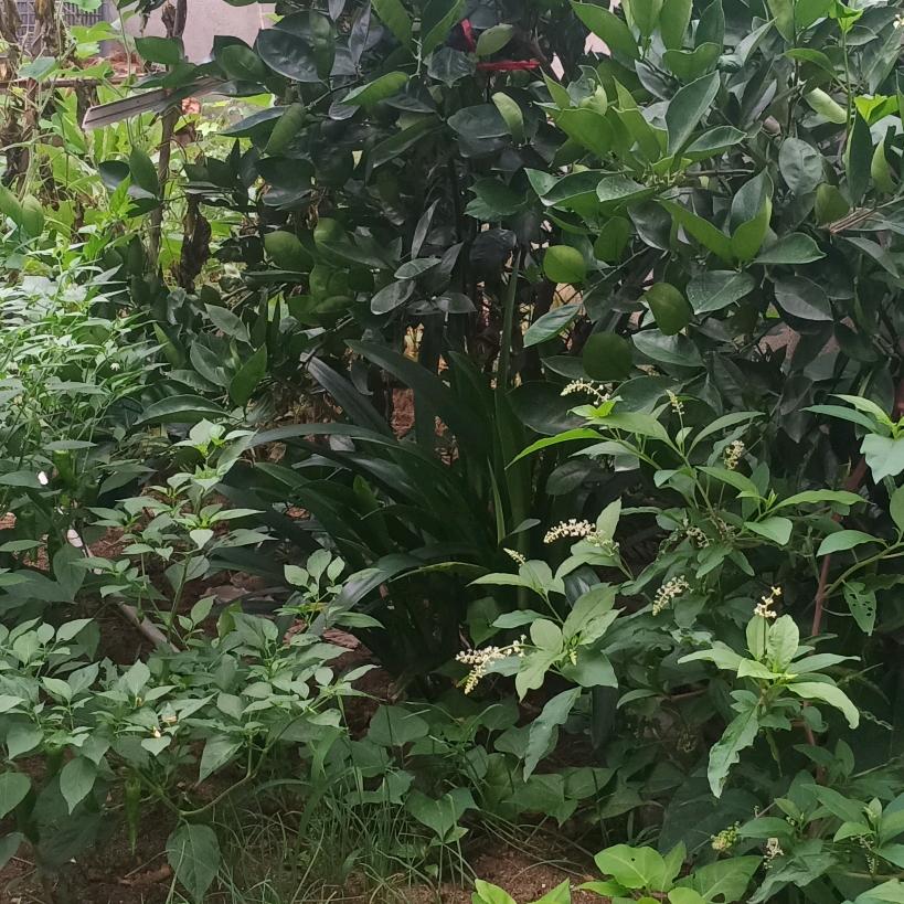 忘忧草