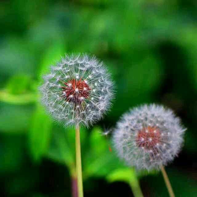 蒲公英