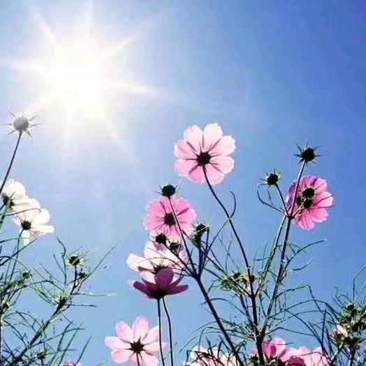 🌸🌸安安