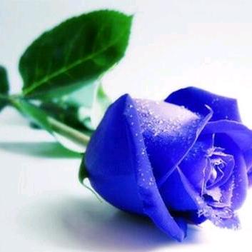 蓝玫瑰