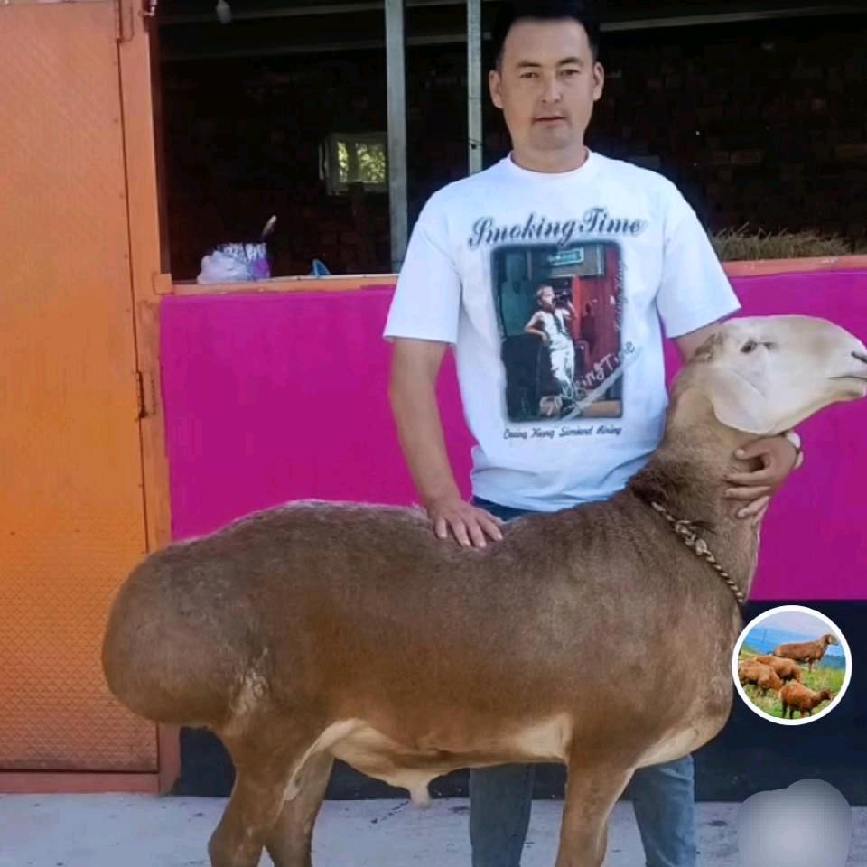 叶斯哈提