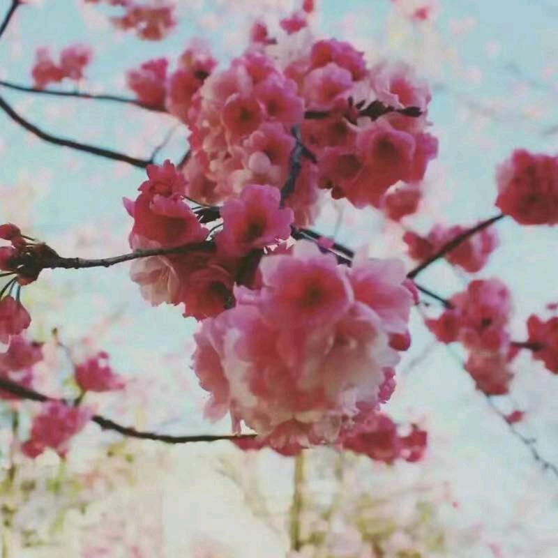 雪花妹