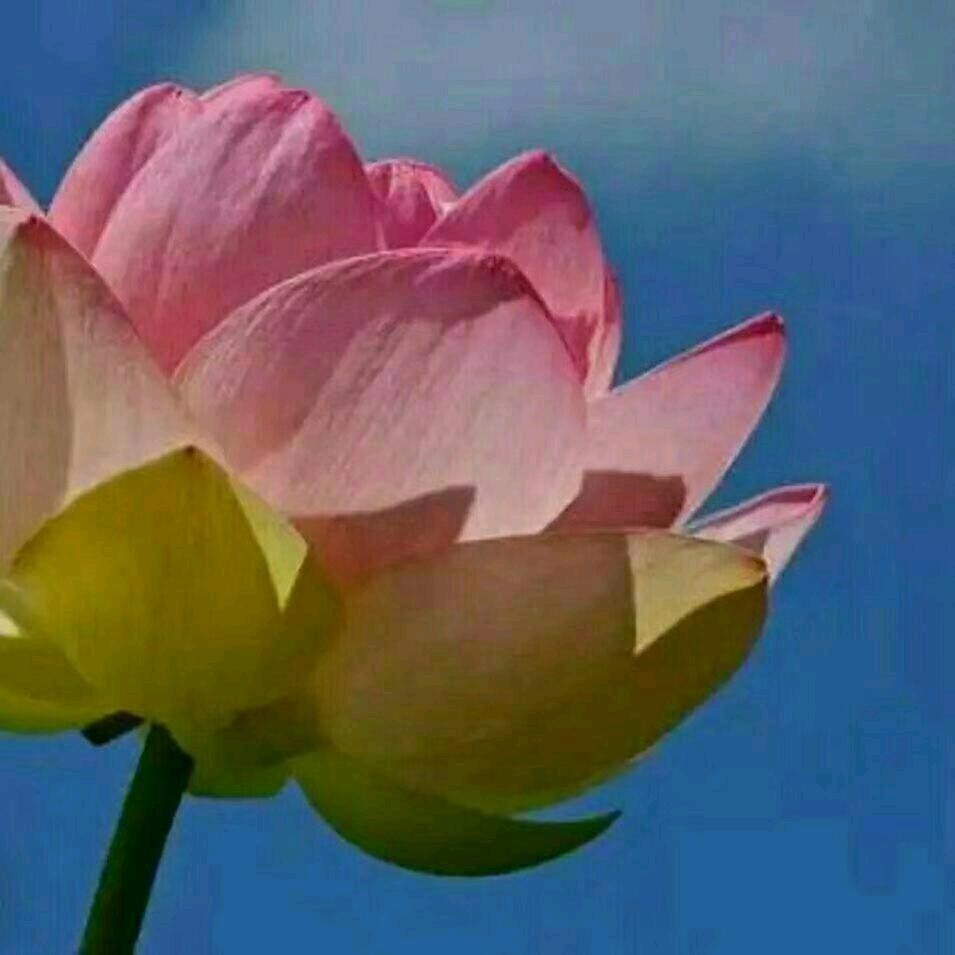 ❤❤花花