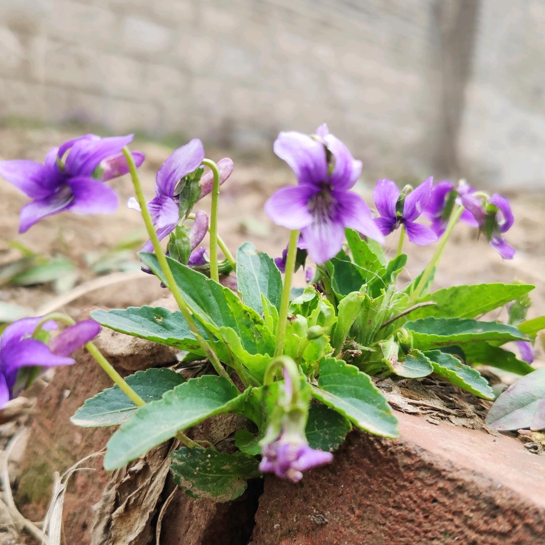 乐朗生鲜食品店