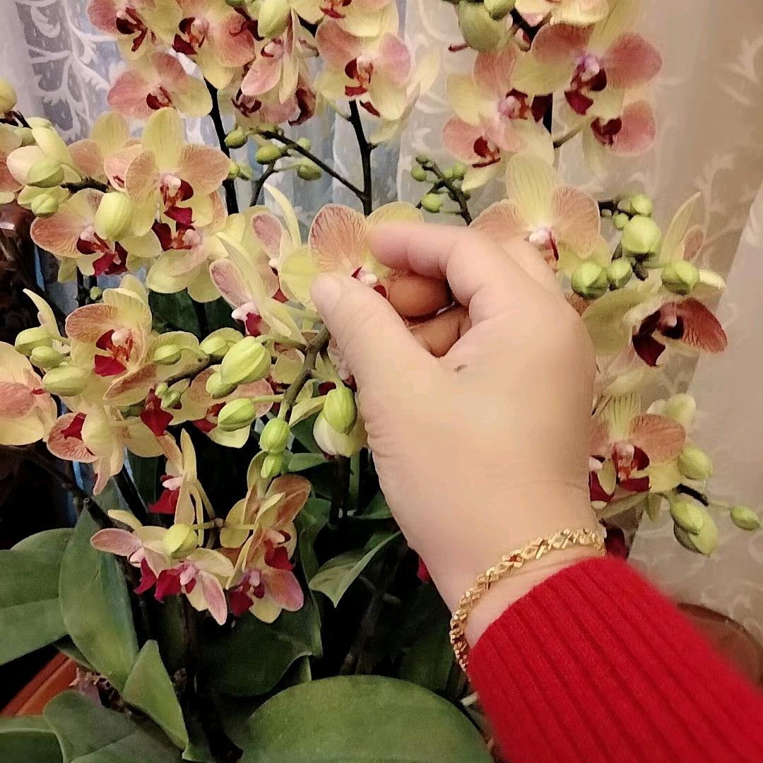 陈颖怡