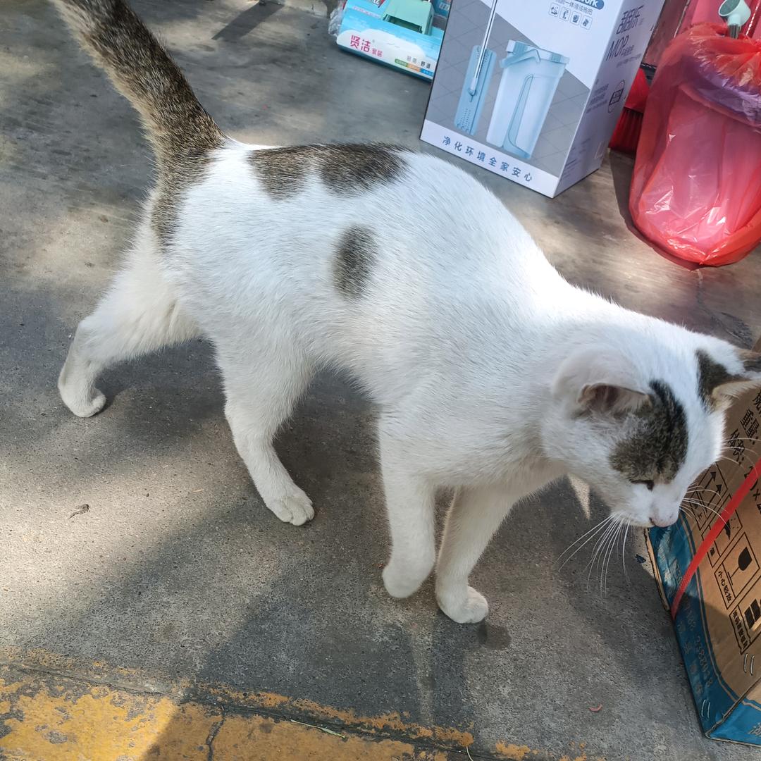 秀子