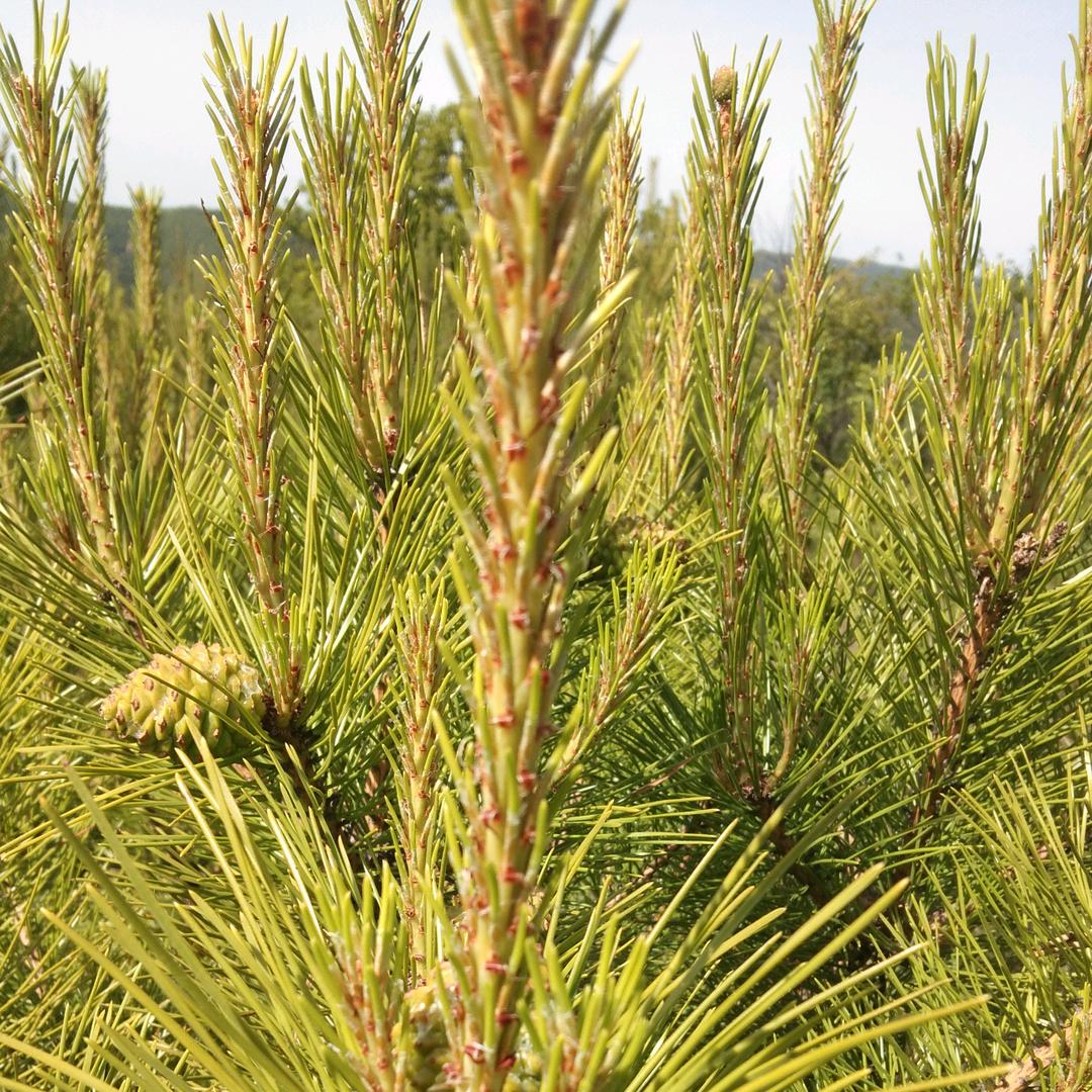 清风徐来（偶尔在线）