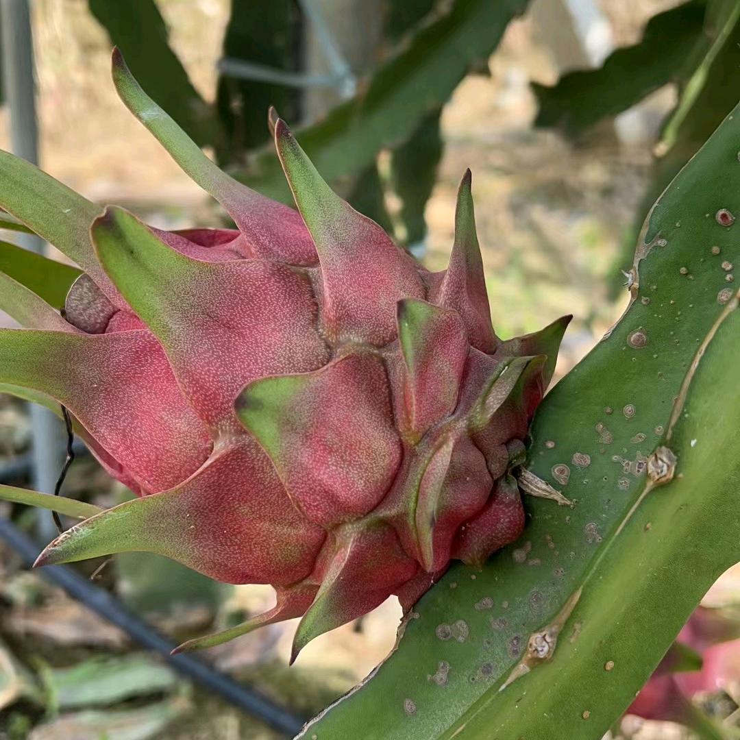 湛江市鼎盛农业