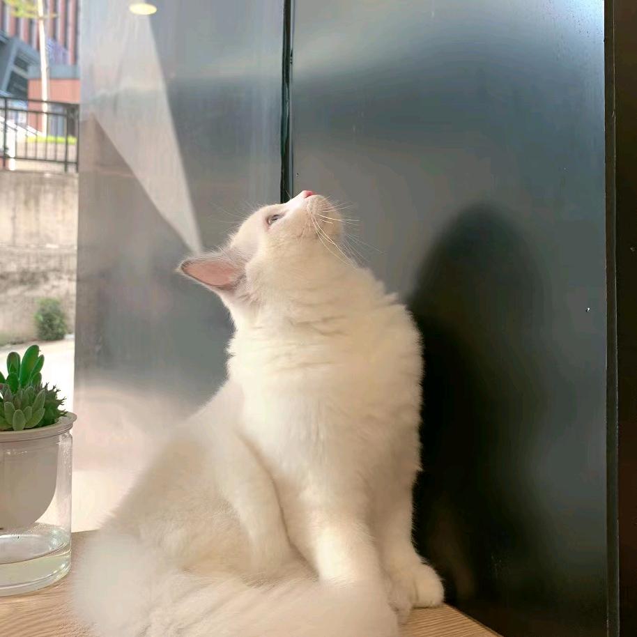 君雪兰❛˓◞˂̵✧