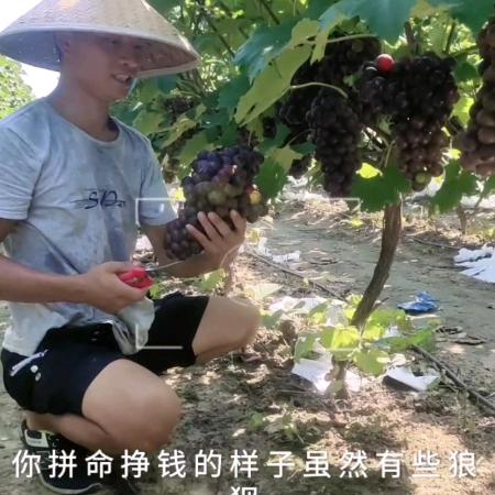 大悟小蔡