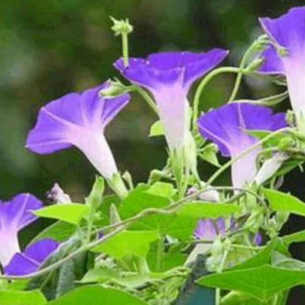 这花好看。潘