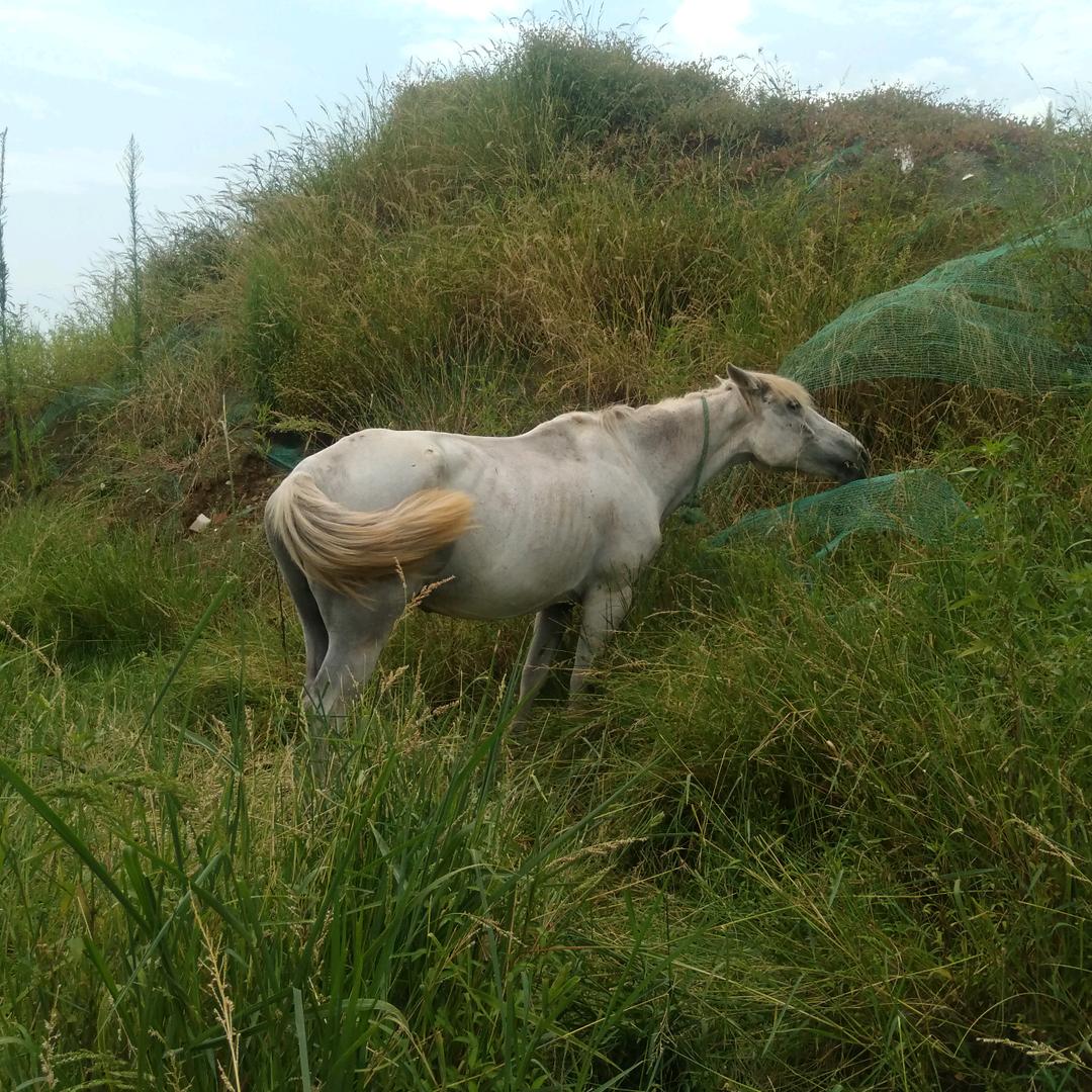 秋哥