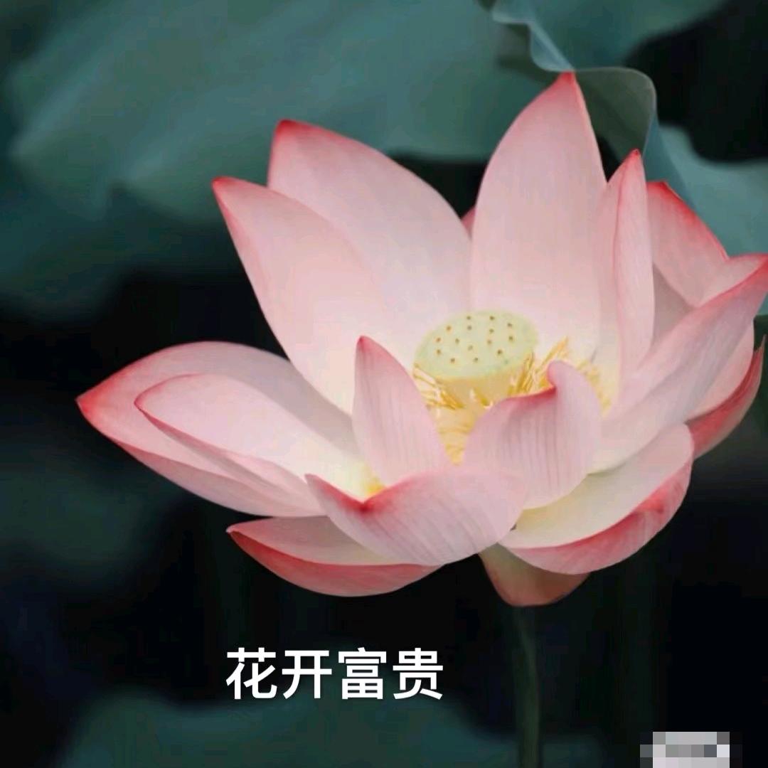红仙🌵