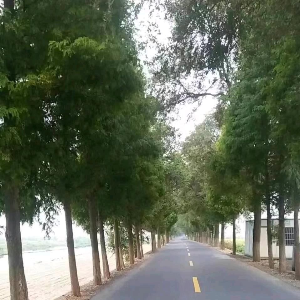 甲鱼养殖技术～王革