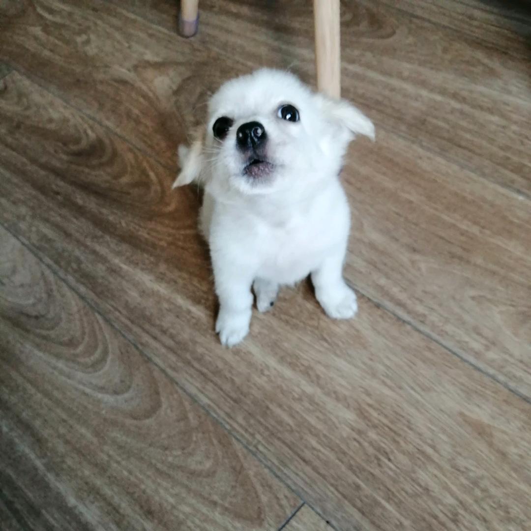 大刘哥